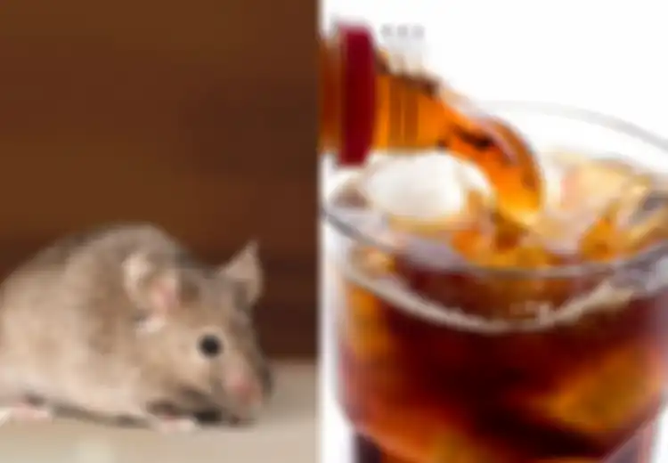 Mengusir Tikus dengan Minuman Soda, Mitos atau Fakta? Perhatikan Ini Jawaban Ahlinya, dan Ini yang Bisa Anda Lakukan Kalau Binatang Pengerat Ini Masih Saja Berkeliaran di Rumah Anda