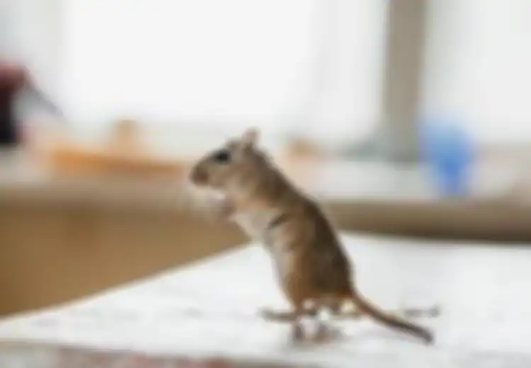 Ampuh Enyahkan Tikus yang Berkeliaran di Rumah, Coba Racik Ramuan Pengusir Tikus Alami, Modalnya Cuma Pasta Gigi