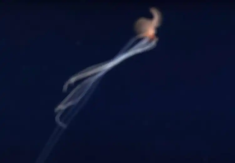 Nekat Jatuhkan Kamera di Lautan Sedalam 2.400 Meter, Kamera Ini Tak Sengaja Rekam Kehidupan Mencengangkan di Kedalaman Laut, Makhluk Raksasa Setinggi 6 Meter Ini Terekam 
