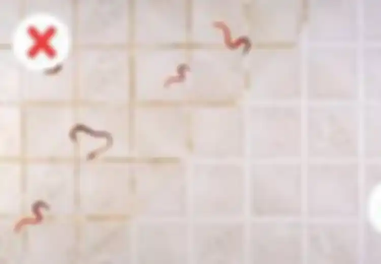 Nyesel Baru Tahu? Ternyata 4 Hal Sepele Ini Lho yang Jadi Biang Keladi Kehadiran Cacing di Kamar Mandi