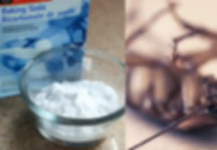 Tak Perlu Nekat Menyentuhnya, Pakai Saja Campuran Baking Soda dan Gula untuk Membasmi Kecoak dari Rumah, Ini yang Akan Terjadi