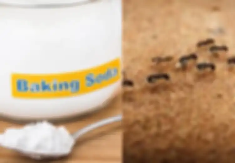 Pantes Semut Tak Ada yang Berbaris, Rupanya Cuma Gunakan Baking Soda, Begini Cara Pakainya!