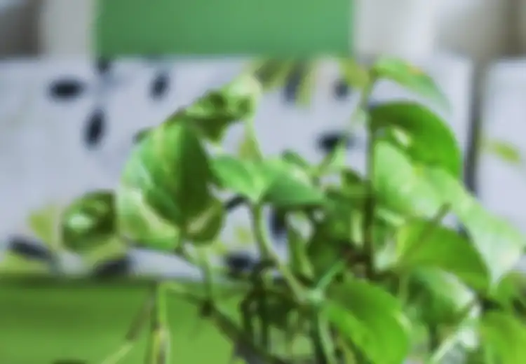 Kalau Masih Sayang Nyawa Hentikan dari Sekarang! Orang dengan Kondisi Ini Dilarang Keras untuk Minum Air Rebusan Daun Sirih, Bahaya yang Terjadi Bisa Bikin Merinding