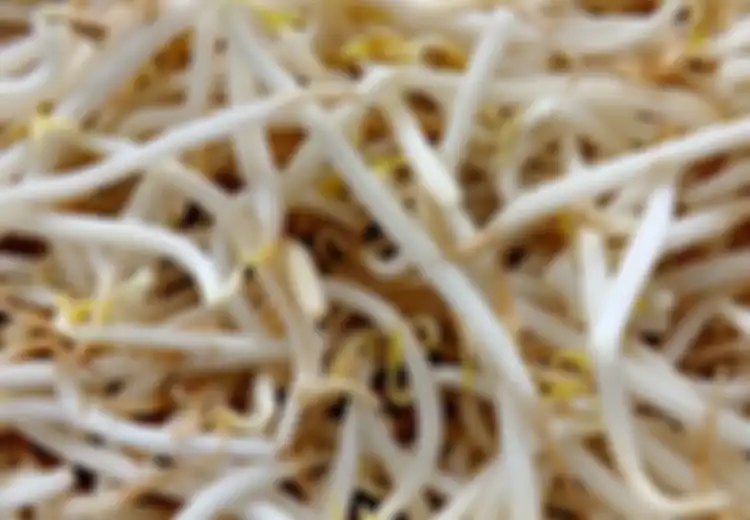 Modalnya Hanya Rp5.000, Coba Rutin Makan Taoge Dengan Diolah Seperti Ini Bisa Bikin Kolesterol Tinggi Langsung Ambruk Seketika, Nyesal Kalau Tidak Coba!