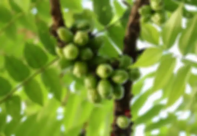 Rugi Baru Tahu Sekarang! Ternyata Tubuh Bisa Terhindari dari Diabetes hingga Kanker Cuma dengan Rajin Minum Air Rebusan dari Daun Murah Meriah Ini