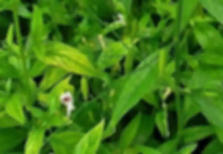 Khasiatnya Tidak Kaleng-kaleng, Penyakit-penyakit Mematikan Ini Dijamin Langsung Minggat Cuma Modal Rebus Daun Sambiloto Lalu Minum Airnya Hangat-hangat, Coba Malam Ini!