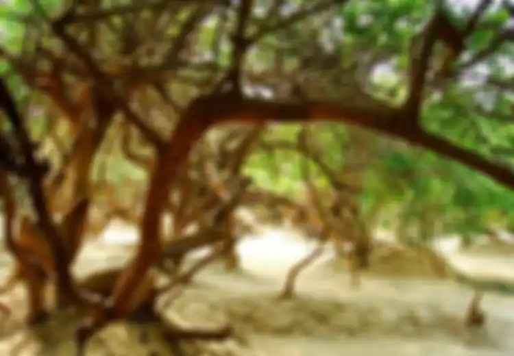 Misteri Hutan Harta Karun Nidhivan, Dilarang Bermalam di Hutan Ini Setelah Matahari Terbenam, Apa Alasannya?