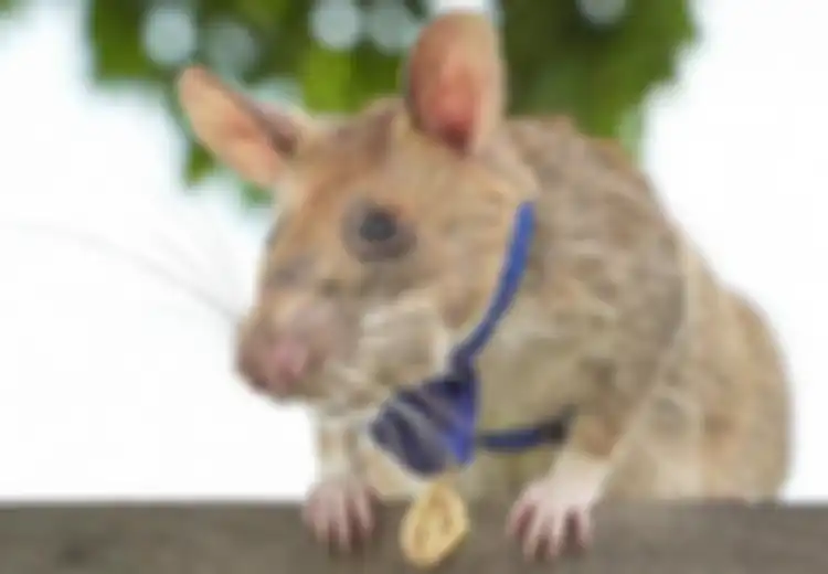 Walau Cuma Tikus Kematiannya Sampai Bikin Sedih Banyak Orang di Kamboja, Rupanya Tikus Ini Bukan Hewan Sembarangan, Pernah Diberi Medali Emas Inggris Karena Kehebatannya Ini
