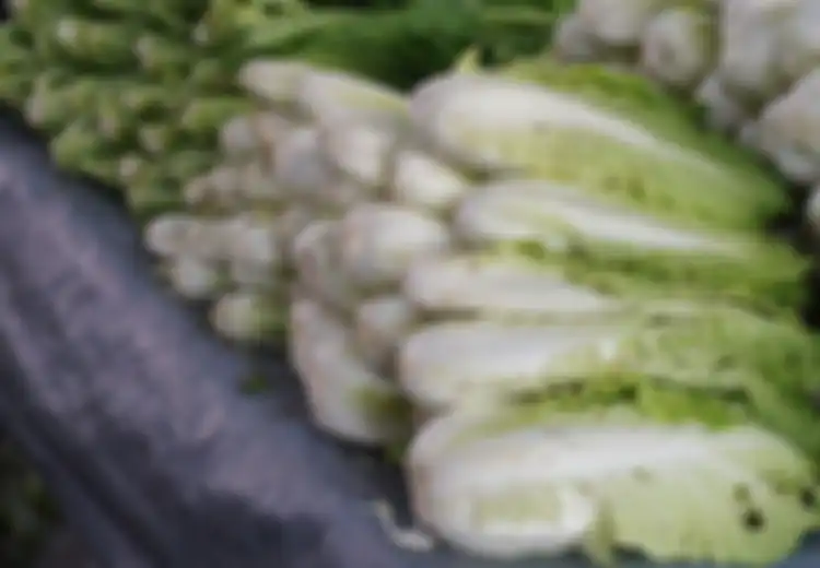 Tak Sia-sia Rajin Makan Sawi Putih, Rupanya Dapat Jaga Kesehatan Jantung hingga Cegah Kanker