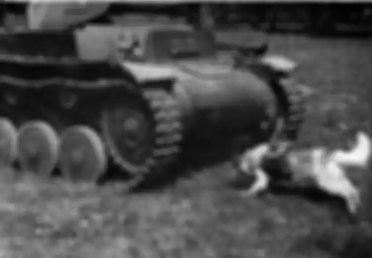 Ide ‘Konyol’ Joseph Stalin, Perkuat Pasukan dengan Anjing Kamikaze Stalin, Bikin Unit Anjing Anti-Tank untuk Ledakkan Tank Musuh Selama Perang Dunia, Efektifkah Senjata Ini?