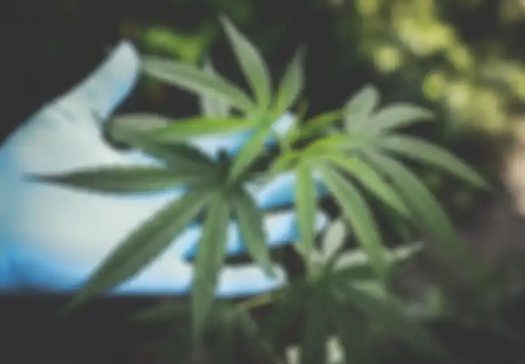 Polemik Legalisasi Ganja Medis di Indonesia, Siapa Sangka Ganja Medis Bisa Digunakan Untuk Mengobati Berbagai Penyakit yang Belum Ada Obatnya Ini