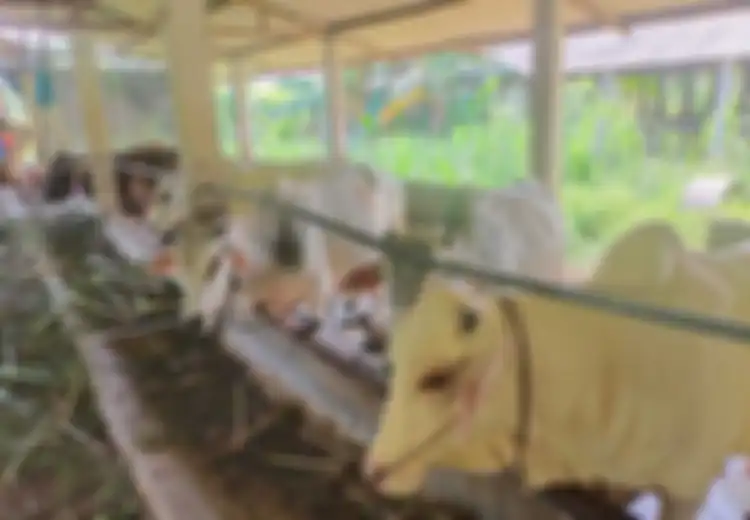 Kisah Nabi Ibrahim Diperintah Sembelih Nabi Ismail, Cikal Bakal Ibadah Qurban
