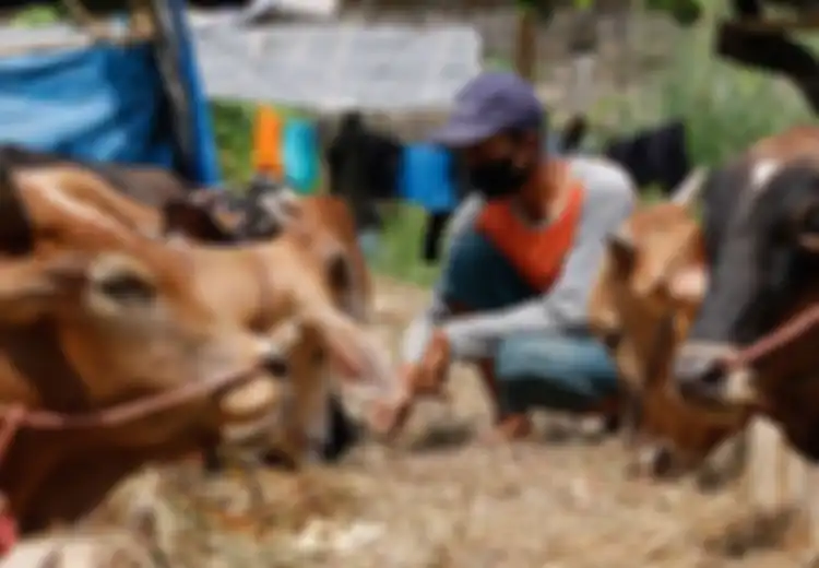 Mengapa Sunan Kudus Melarang Menyembelih Sapi Saat Hari Raya Idul Adha di Wilayah Kudus?