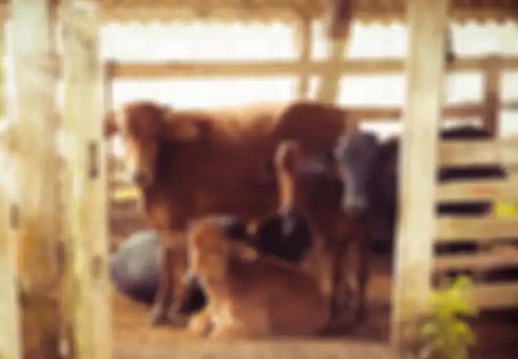 Pantas Sampai Berani Rampas 16 Sapi dari Peternak, Ormas BOMA Ternyata Sudah Resmi Digandeng Mentan untuk Tangani Masalah Besar Ini, Bahkan Sudah Dijanjikan Bantuan