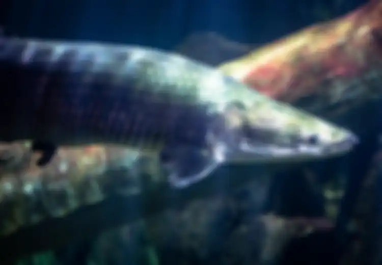 Mengenal Ikan Arapaima, Ikan Raksasa yang Diduga Ditemukan Warga Pasca Banjir Garut, Predator yang Sangat Berbahaya!