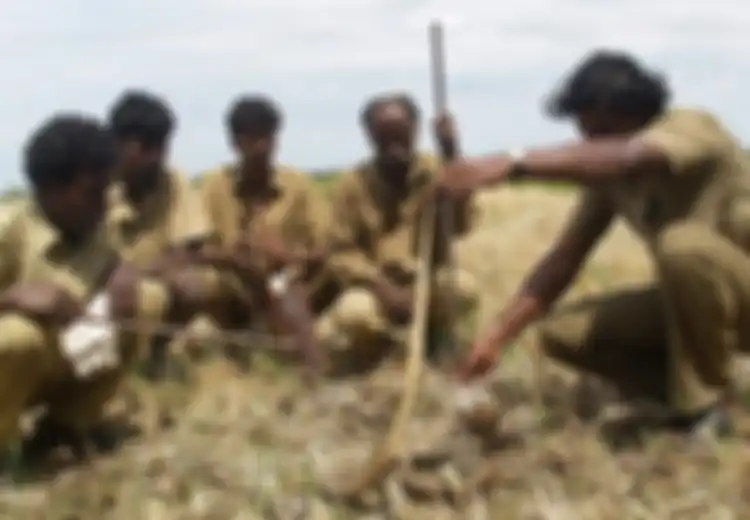 Suku Tertua di India yang 'Kebal' Ular Berbisa, Begini Keseharian Mereka hingga Mampu Ciptakan Penawar Racun ke Seluruh Negeri