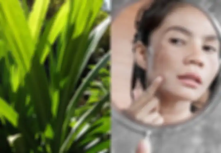 Tak Banyak yang Tahu, Modal Daun Pandan Ternyata Bisa Bikin Wajah Bebas dari Jerawat hingga Bintik Hitam