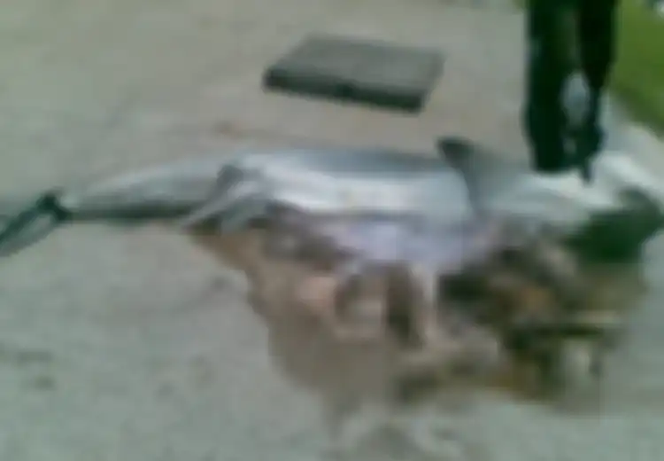 Tangkap Ikan Hiu Sepanjang 3 Meter, Pria Ini Langsung 'Lemas' Seketika Saat Temukan Bagian 'Tubuh Manusia' Ini di Dalam Perutnya, Peneliti Malah Ungkap Fakta 'Tak Wajar' Ini