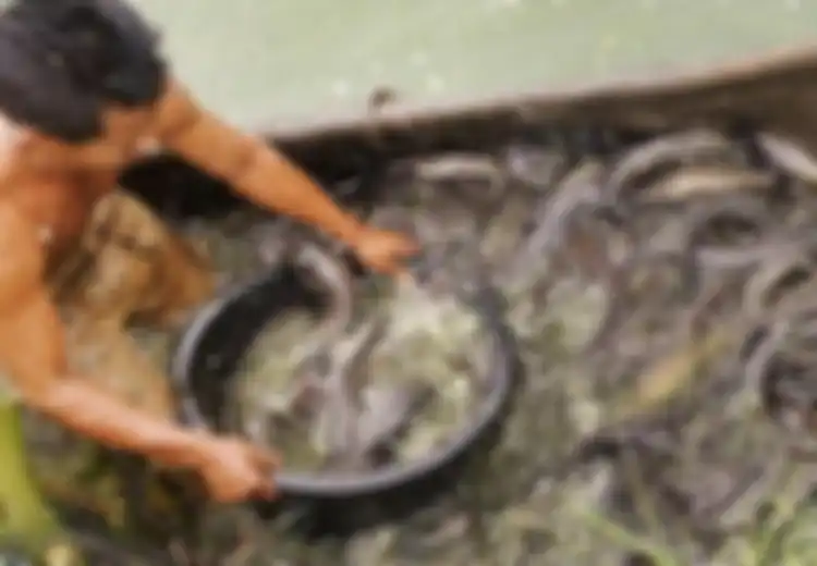5 Arti Mimpi Menangkap Ikan, Apakah Itu Pertanda Kita Menangkap Keberuntungan?