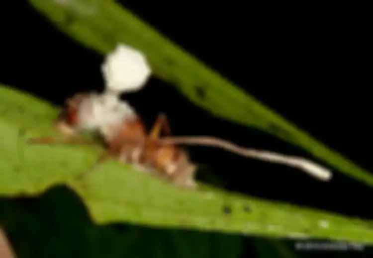 Kuasai Saraf dan Otak Inangnya, Bisakah Jamur Cordyceps dalam The Last of Us Infeksi Manusia?