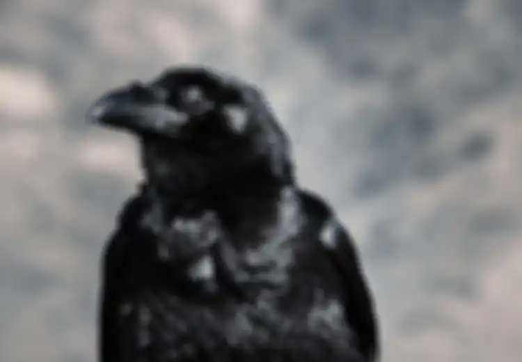 Penasaran Burung Masuk Rumah Pertanda Apa Menurut Primbon Jawa? Simak Berikut Ini