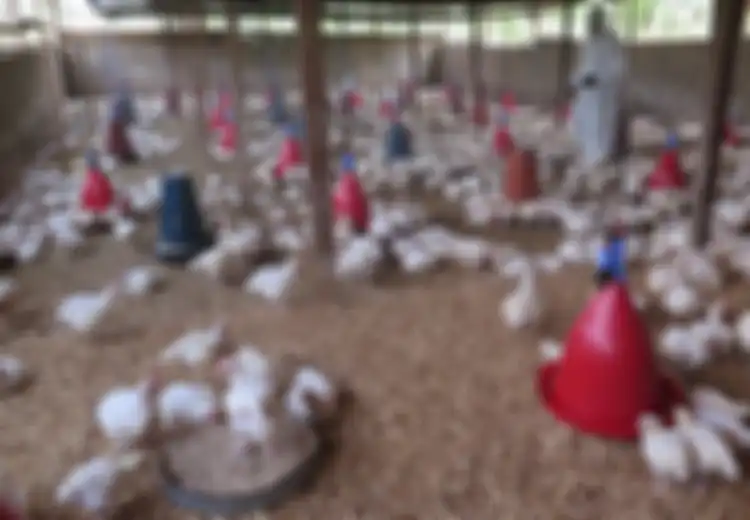Waspada KLB Flu Burung dan Kenali Tanda-tandanya Berikut Ini