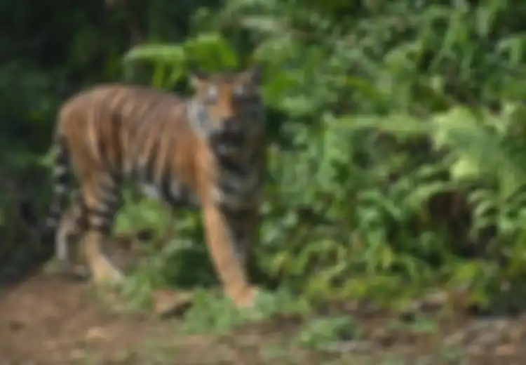 Hanya Gunakan Tongkat Kayu, Seorang Wanita Nekat Berduel Dengan Seekor Harimau