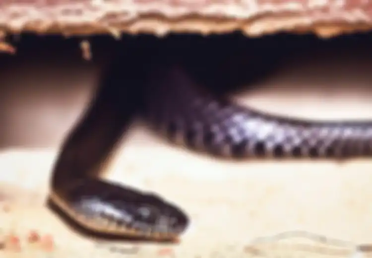 Ular Hitam Kecil Masuk Rumah Pertanda Apa dalam Primbon Jawa?