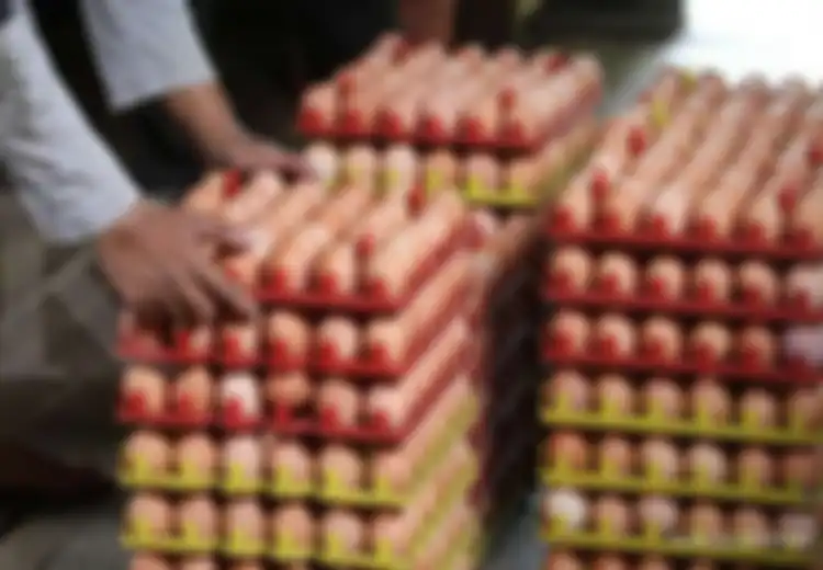 Lumayan Dapat 1 Kg Ayam dan 10 Butir Telur Gratis, BLT atau Bansos Ayam dan Telur Sudah 69 Persen Terealisasi