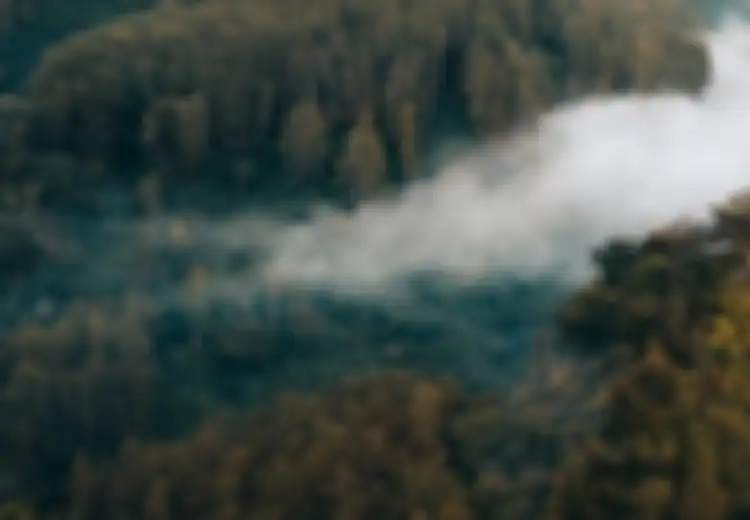 Bak Benteng Terakhir di Dunia, Inilah Leuser Ecosystem, Hutan Tropis Terakhir di Dunia yang Ada di Indonesia