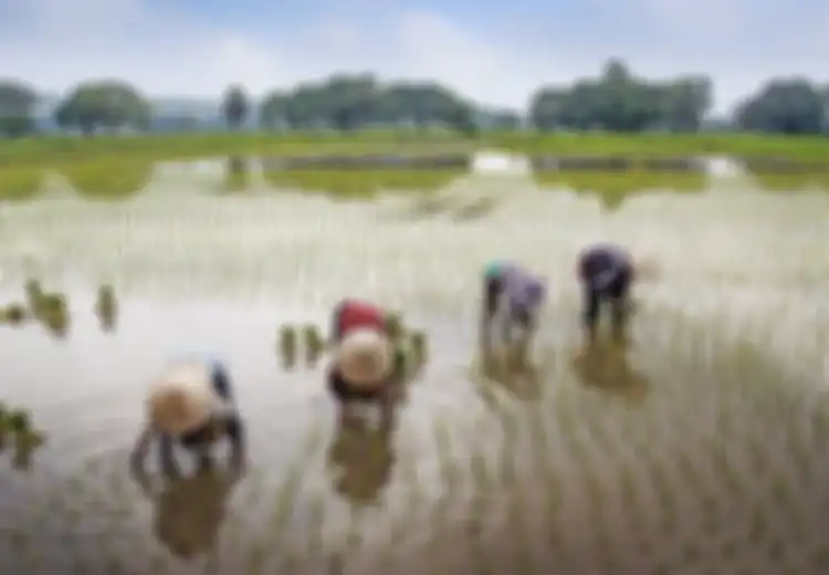 Alhamdulillah Petani Dapat Rp8 Juta Per Satu Hektar, Ini Beda Bansos Puso Dan Bansos El Nino