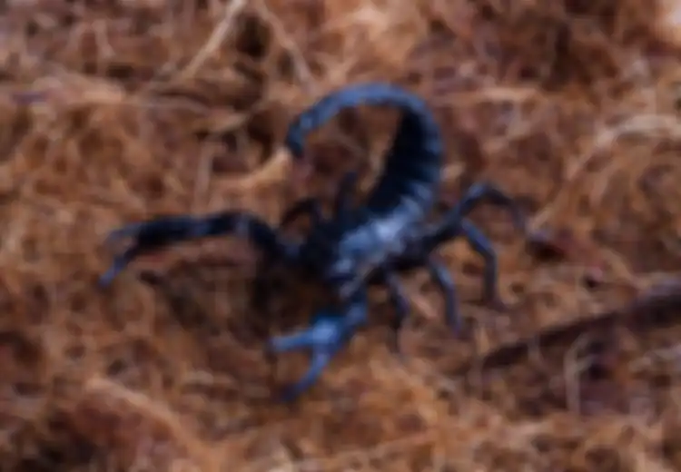 Ini Pertanda Kalajengking Hitam Masuk Rumah Menurut Primbon Jawa