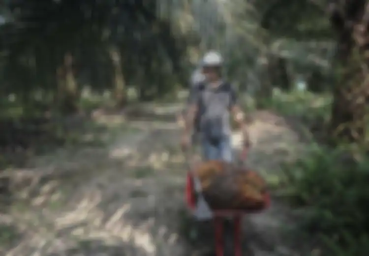 Kelapa Sawit Dapat Diolah Menjadi Apa Saja? Tak Hasilkan Limbah
