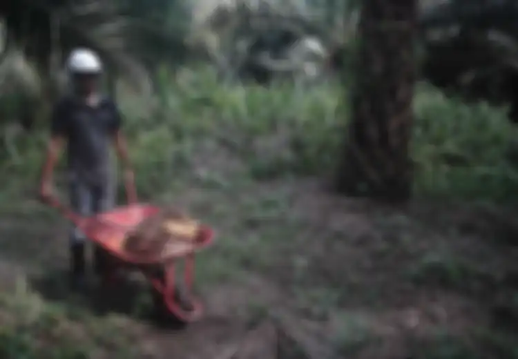 Mengubah Limbah Kelapa Sawit Menjadi Energi Bersih dan Ramah Lingkungan