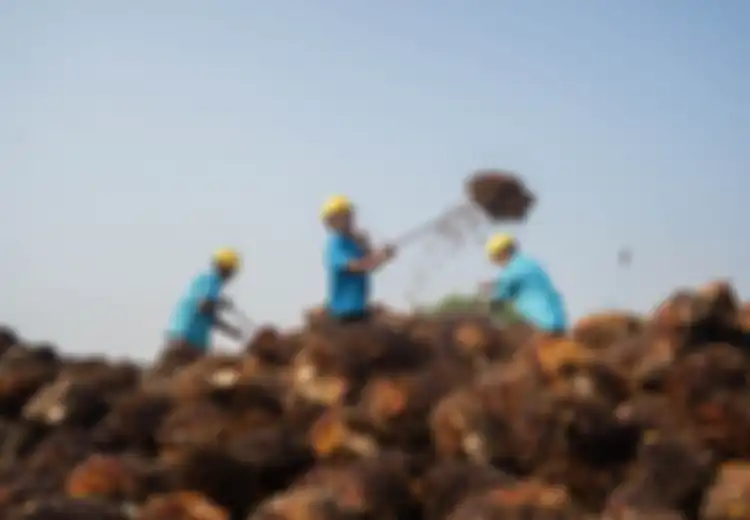 Mengapa Kalimantan Berkontribusi Besar pada Produksi Kelapa Sawit Indonesia?