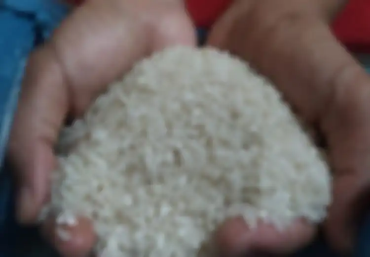 Evolusi Padi Menjadi Bahan Pangan Pokok di Nusantara