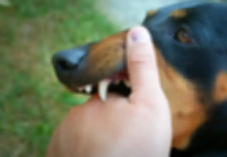 5 Arti Mimpi Digigit Anjing di Tangan, Bakal Hadapi Ujian Berat?