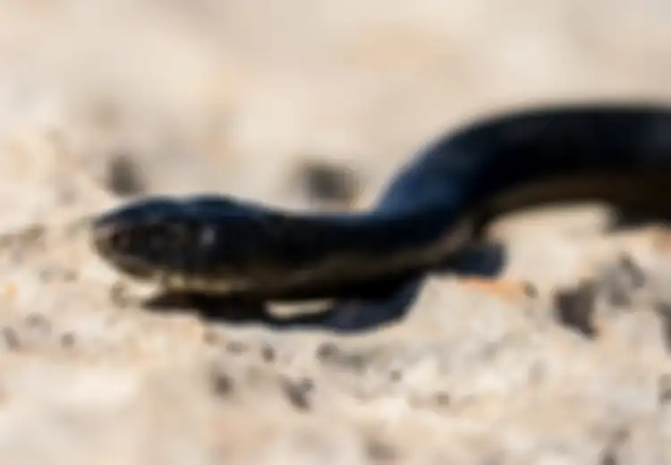 Ular Hitam Kecil Masuk Rumah Menurut Primbon Jawa Pertanda Apa?