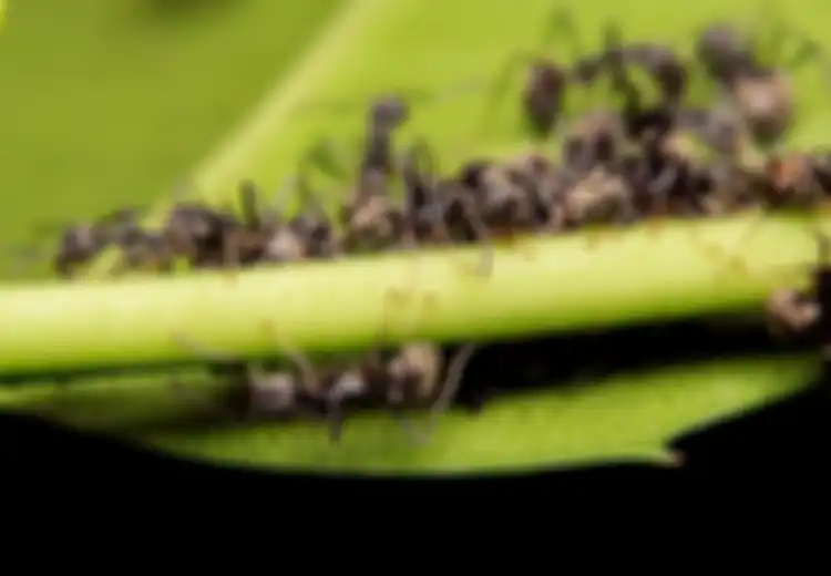 Banyak Semut Hitam di Rumah Pertanda Apa? Simbol Keberuntungan?