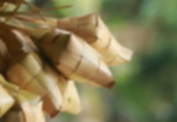 Kumpulan 20 Ucapan Selamat Hari Raya Ketupat Dalam Bahasa Jawa yang Elegan dan Cocok Untuk Caption di Sosial Media