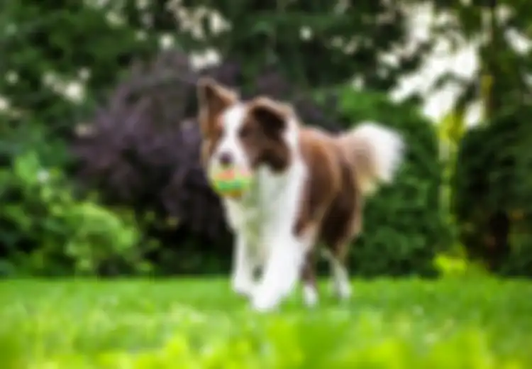 Jadi Pertanda Akan Alami Hal Ini Berikut Arti Mimpi Digigit Anjing Menurut Primbon Jawa