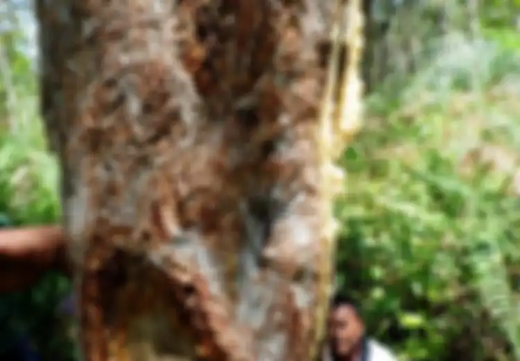 Gibran Rakabuming Raka Ingin Hilirisasi Kemenyan, Bagaimana Sejarah Kemenyan di Nusantara?