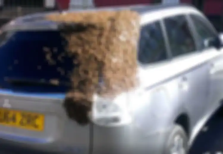 Mencari Ratunya, 20.000 Lebah Mengerubungi Mobil Seorang Nenek