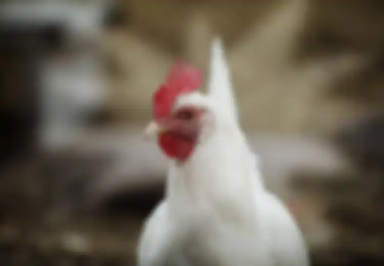 Kisah Ayam di Sumur