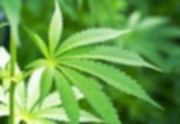 Ternyata, Ganja Berisi 'DNA Makhluk Asing' Dari Luar Tata Surya Kita!