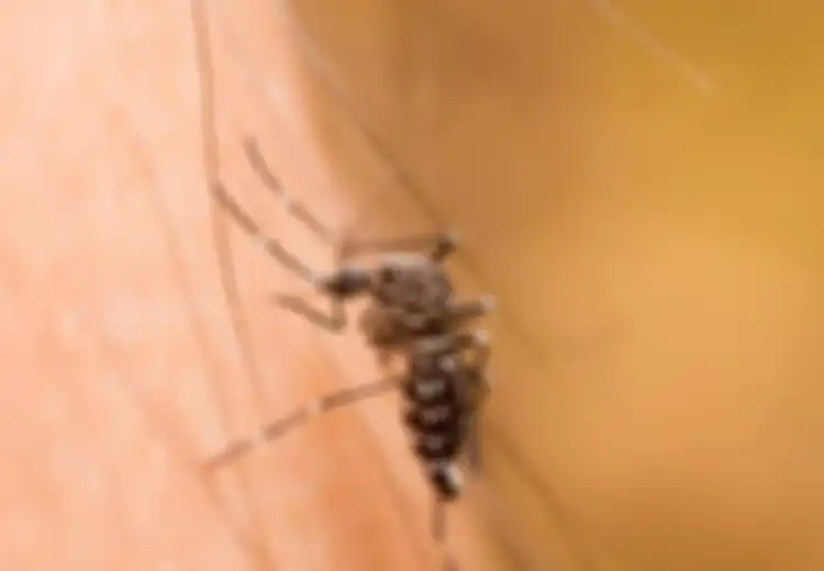 Di Brasil, Virus Zika Mulai Ditularkan Melalui Transfusi Darah