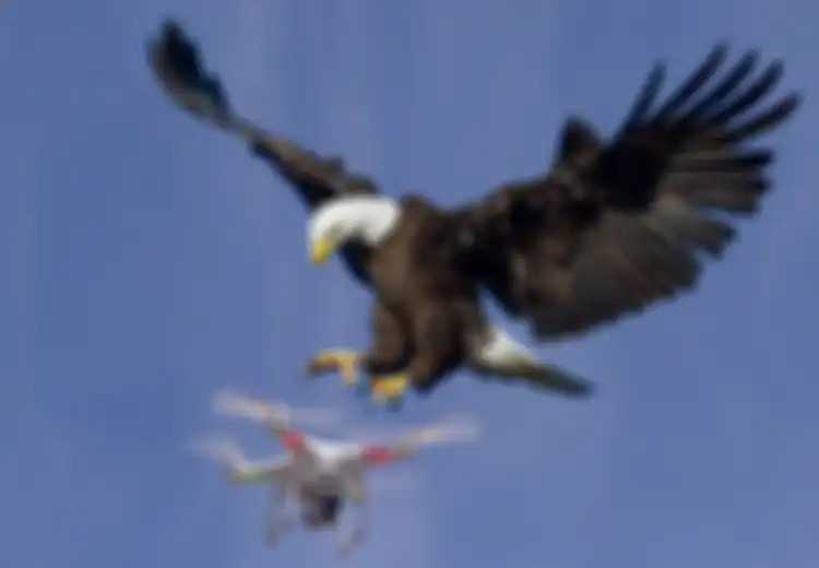 Kepolisian Belanda Tangkap Drone Asing dengan Elang