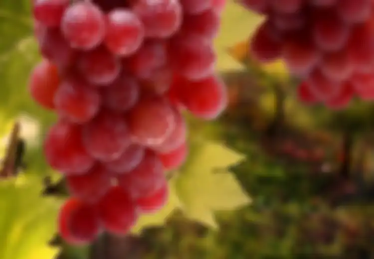 Makanan Sumber Resveratrol