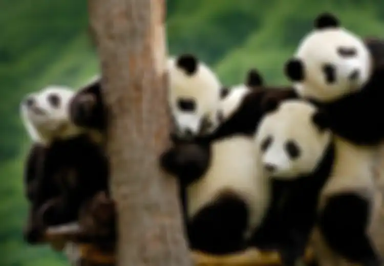 7 Fakta Menarik Tentang Panda yang Baru Saja Berstatus Tidak (Lagi) Terancam Punah
