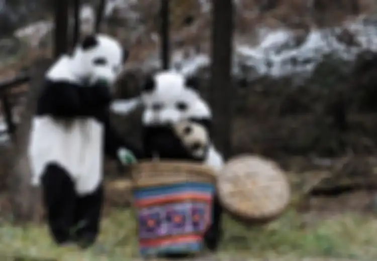 Setelah 50 Tahun Berjuang, Panda Resmi Tak Lagi Jadi Hewan yang Terancam Punah